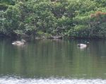 DSCF3087-a.jpg