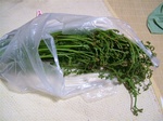 DSCF3107.jpg