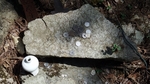 DSCF3180.jpg