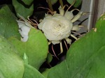 DSCF3338.jpg