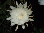 DSCF3351.jpg