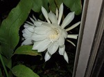 DSCF3385.jpg