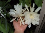 DSCF3390.jpg