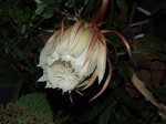 DSCF3396.jpg