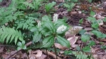 DSCF3411.jpg