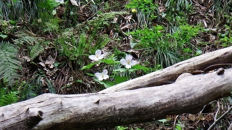 DSCF3420.jpg