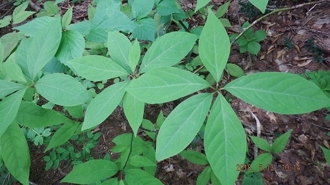 DSCF3470.jpg