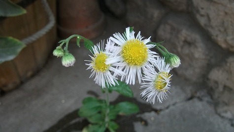 DSCF3540.jpg