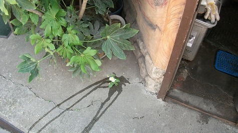 DSCF3542.jpg