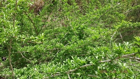 DSCF3550.jpg