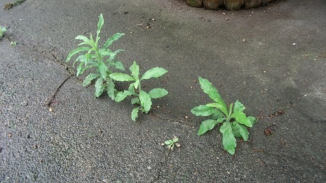 DSCF3554.jpg