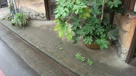 DSCF3555.jpg
