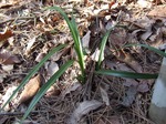 DSCF4015.jpg
