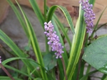 DSCF4365.jpg