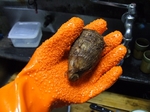 DSCF4688.jpg
