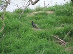 DSCF4987.jpg