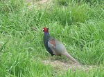 DSCF4990.jpg