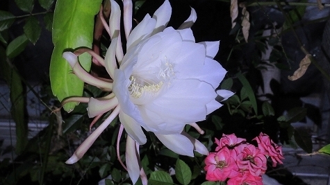 IMG_2824.jpg