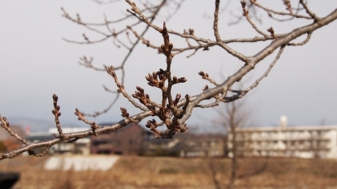 P2070339.jpg