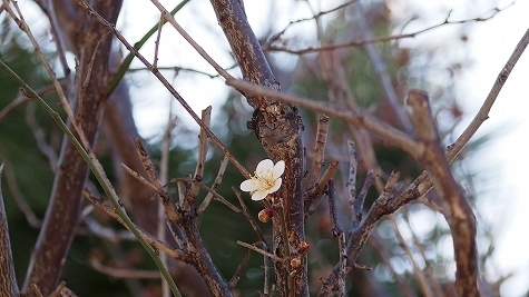 P2250028.jpg