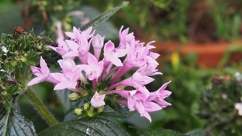 P9270007.jpg
