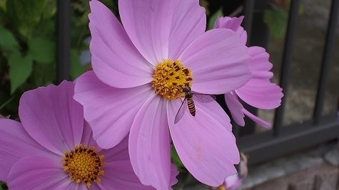 PA090091.jpg