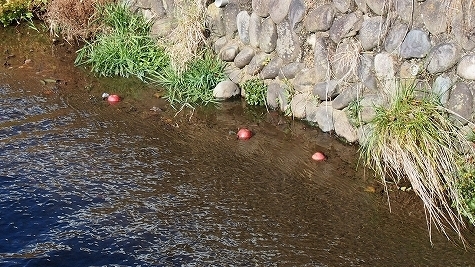 PB290420.jpg