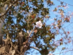 PC181174.jpg