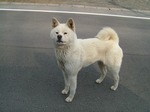 なんじゃ犬