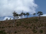 konoyamawo