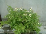 nobara5